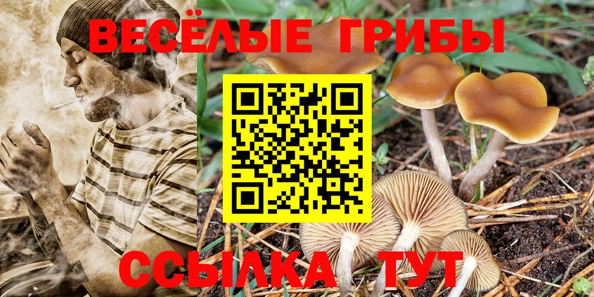 Псилоцибиновые грибы мицелий Горно-Алтайск
